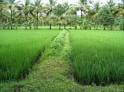 10 Acres Agriculture Land with good location.